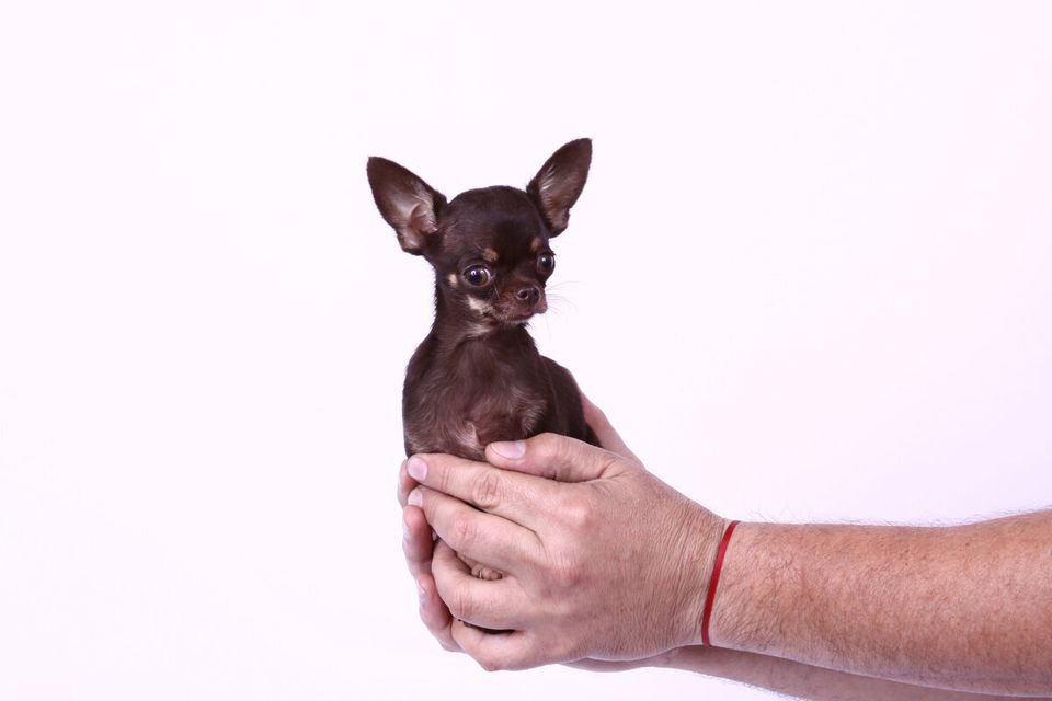 Le chien le plus petit (et en vie)