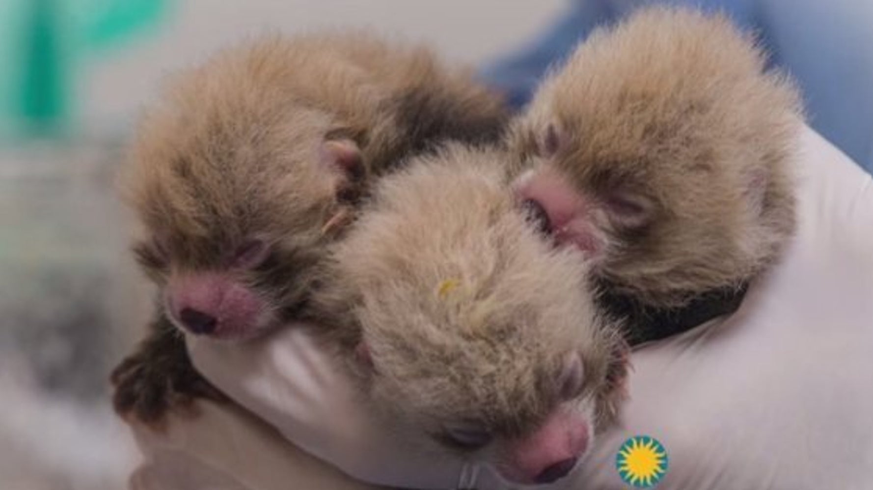 Sept Bebes Pandas Roux Sont Nes Dans Le Zoo National Americain Video Huffpost Quebec Vivre