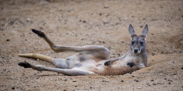 HANGZHOU, CHINA - SEPTEMBER 21: (CHINA OUT) A kangaroo lies in the hole dug by itself in Hangzhou Zoo on September 21, 2015 in Hangzhou, Zhejiang Province of China. (Photo by ChinaFotoPress/ChinaFotoPress via Getty Images)