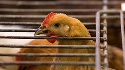Pour fermer les abattoirs, il faut les