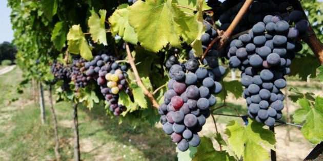 Grapes in vineyard, close-up