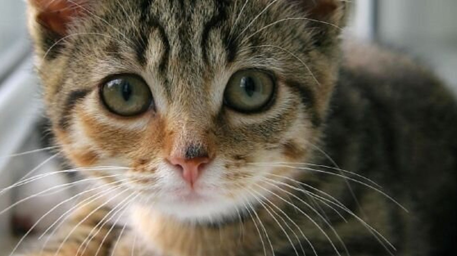 6 Aliments A Ne Jamais Donner A Un Chat Huffpost Vivre 6 Aliments A Ne Jamais Donner A Un Chat Huffpost Vivre