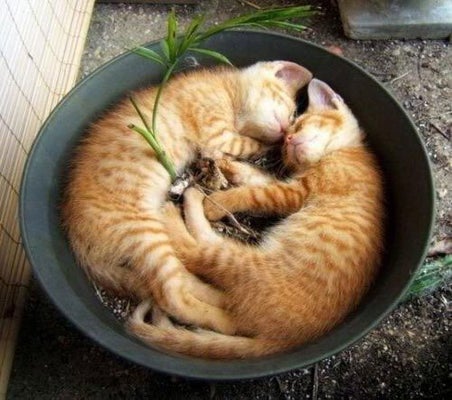 6 Aliments A Ne Jamais Donner A Un Chat Huffpost Vivre 6 Aliments A Ne Jamais Donner A Un Chat Huffpost Vivre