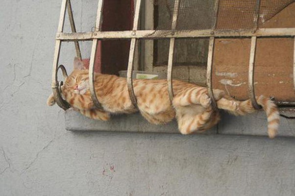 6 Aliments A Ne Jamais Donner A Un Chat Huffpost Vivre 6 Aliments A Ne Jamais Donner A Un Chat Huffpost Vivre