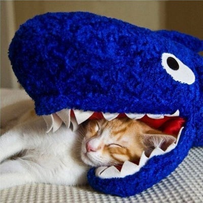 6 Aliments A Ne Jamais Donner A Un Chat Huffpost Vivre 6 Aliments A Ne Jamais Donner A Un Chat Huffpost Vivre