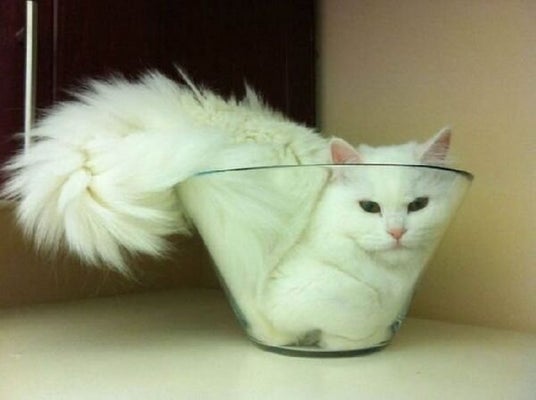 6 Aliments A Ne Jamais Donner A Un Chat Huffpost Vivre 6 Aliments A Ne Jamais Donner A Un Chat Huffpost Vivre