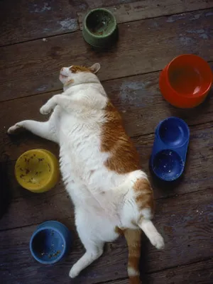 6 Aliments A Ne Jamais Donner A Un Chat Huffpost Vivre