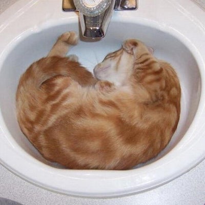 6 Aliments A Ne Jamais Donner A Un Chat Huffpost Vivre 6 Aliments A Ne Jamais Donner A Un Chat Huffpost Vivre