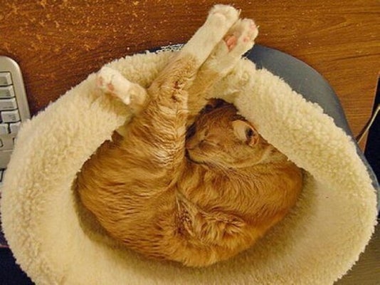 6 Aliments A Ne Jamais Donner A Un Chat Huffpost Vivre 6 Aliments A Ne Jamais Donner A Un Chat Huffpost Vivre