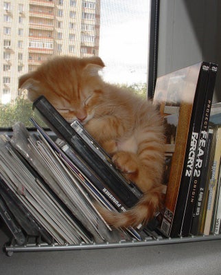 6 Aliments A Ne Jamais Donner A Un Chat Huffpost Vivre 6 Aliments A Ne Jamais Donner A Un Chat Huffpost Vivre