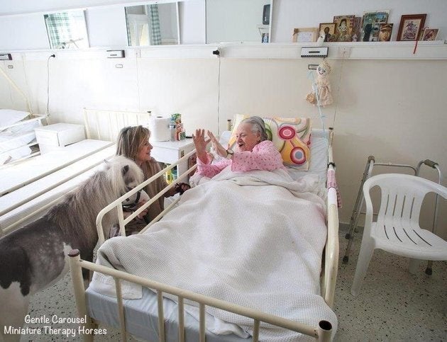 Ces Chevaux Miniatures Sont Parfaits Pour Aider Les Patients Photos Huffpost Null Ces Chevaux Miniatures Sont Parfaits Pour Aider Les Patients Photos Huffpost Null