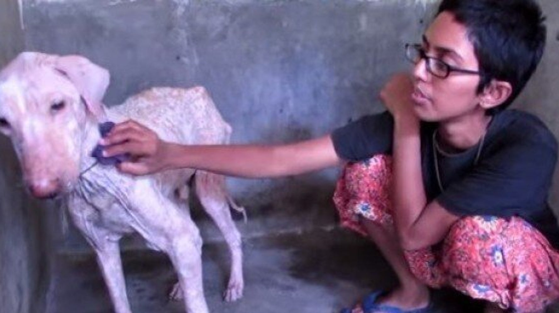 Animaux abandonnés l'émouvante transformation d'un chien
