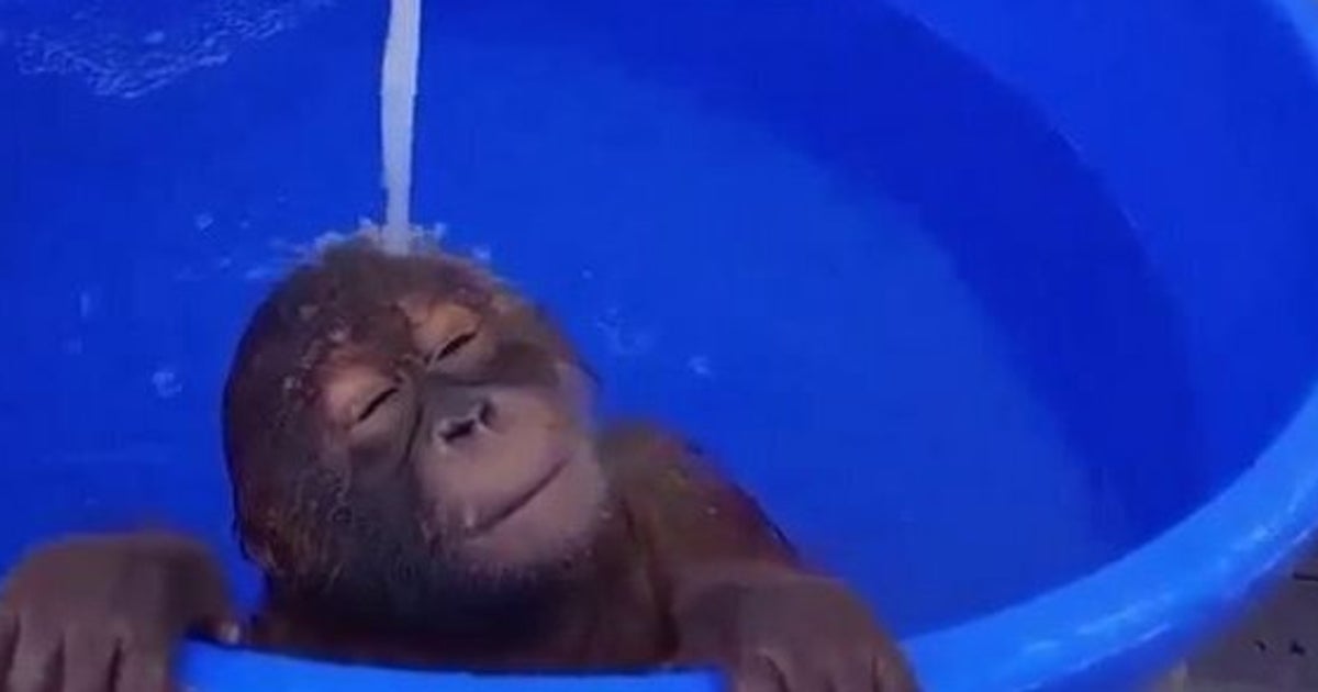 Ce bébé singe prend un bain qui en ferait rêver plus d