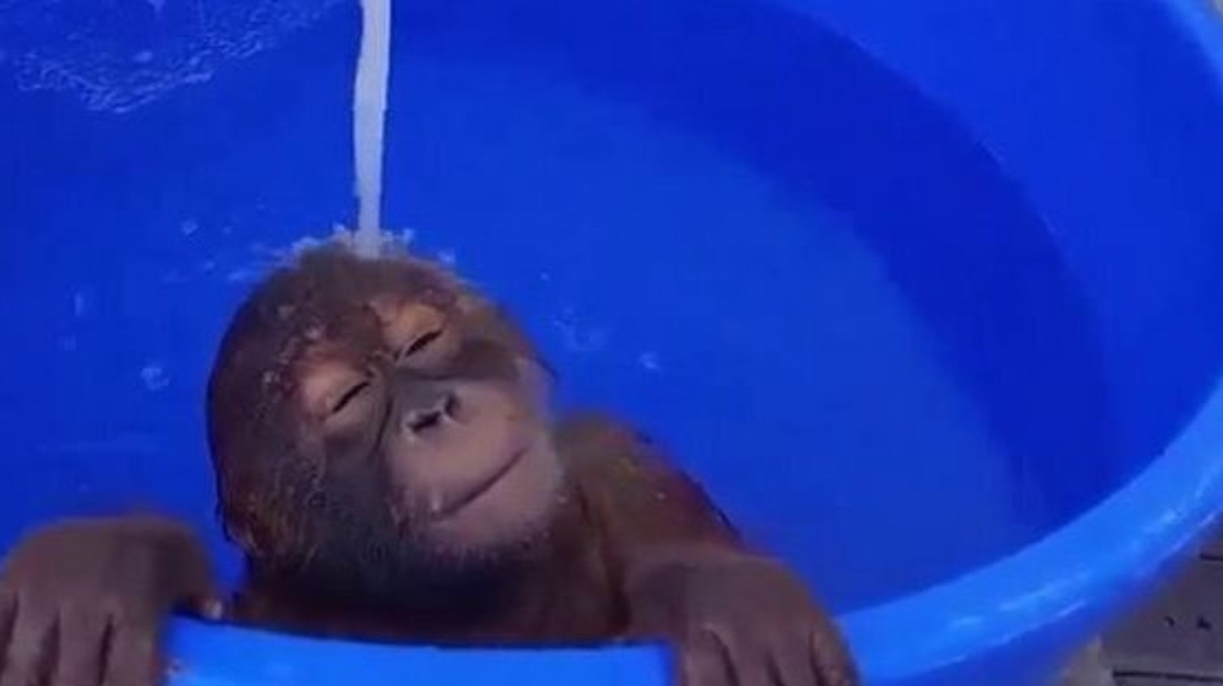Ce Bebe Singe Prend Un Bain Qui En Ferait Rever Plus D Un Video Huffpost Null