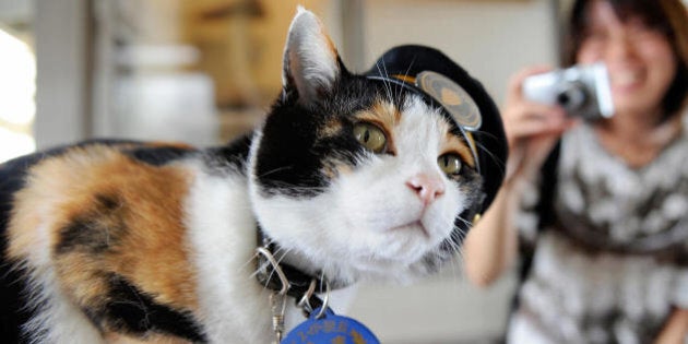 Japon Mort Du Chat Tama Chef De Gare Et Aimant A Touristes Photos Huffpost Quebec