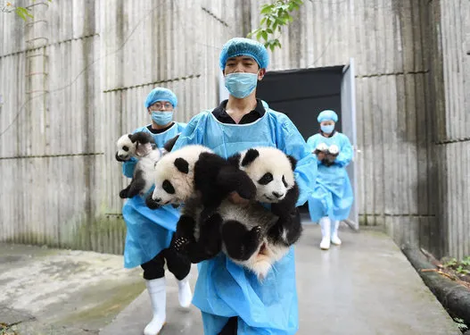 Sortie publique du premier bébé morse de l'Aquarium