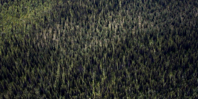 Trees stand in a forest in this aerial view outside of a Century Iron Mines Corp. mapping and prospecting site near Schefferville, Quebec, Canada, on Tuesday, Aug. 6, 2013. Century Iron Mines Corp. announces filing of the company's first fiscal quarter financial results. Photographer: Brent Lewin/Bloomberg via Getty Images