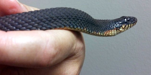 This 2015 photo provided by the Missouri Department of Conservation shows a female yellow-bellied water snake at the Cape Girardeau, Mo., Conservation Nature Center that for the second time in two years has given birth without any help from a male member of the species, conservationists say. The offspring did not survive this summer, but they did in 2014. It is believed to be the first documented cases in the species of parthenogenesis, or asexual reproduction. (Candice Davis/Missouri Department of Conservation via AP)