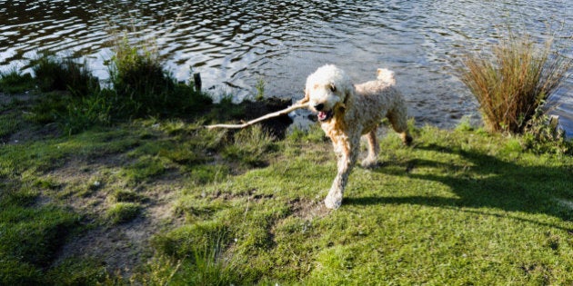 Happy dog has just fetched a stick from the water and is now carrying it in his mouth to give it to his owner for the next throw.