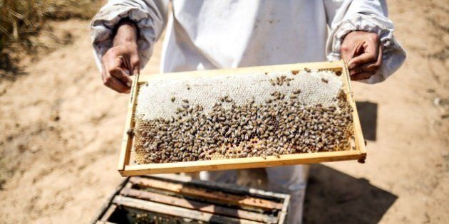 KHAN YOUNIS, GAZA - APRIL 25: Palestinian farmer Ahmad Kadih holds beehive frame covered by bees at 800 meters close to the Israeli borders due to limited forage and flower fields, at the Huzaa district of Khan Yunis, Gaza on April 25, 2016. (Photo by Mustafa Hassona/Anadolu Agency/Getty Images)