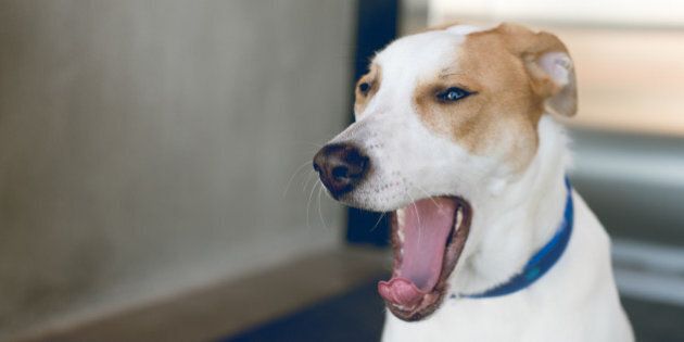Tan and white dog yawning with mouth open and tongue out.