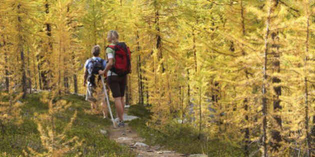 Canada, Alberta, Banff National Park, Hikers on trail through alpine larches in autumn