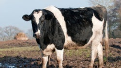 Les bovins et les belles