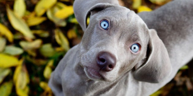 Weimaraner puppy in fall leaves.