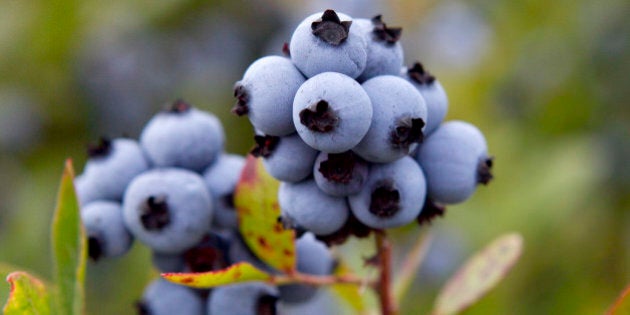 FILE - In this July 27, 2012 file photo, wild blueberries are ready for harvesting in Warren, Maine. The state's congressional delegation told the Associated Press on Thursday that The Dept. of Agriculture will buy up to 30 million pounds of blueberries to help stabilize prices and supply in one of Maine's signatures industries. The $13 million bailout could help spell the end of low prices to consumers on wild blueberries. (AP Photo/Robert F. Bukaty, File)