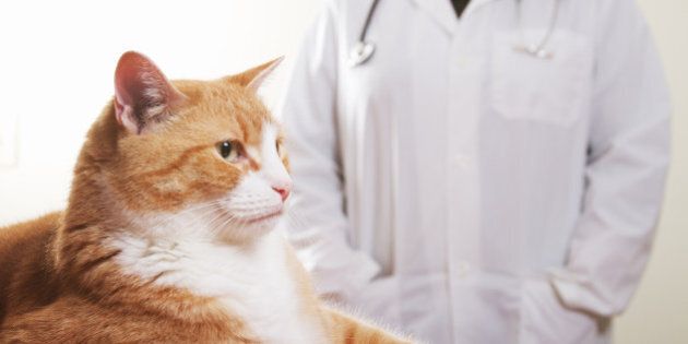 a cat waiting for a veterinarian for medical check up.