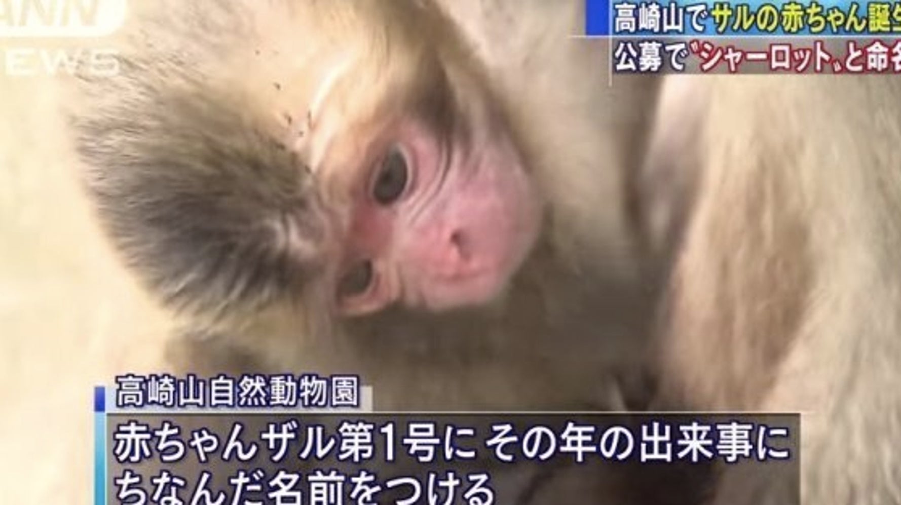 Donner Le Nom De La Princesse Charlotte A Un Bebe Singe Ce Zoo Japonais Doit Deja Regretter Huffpost Null