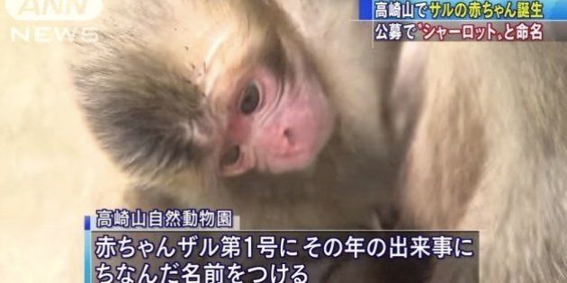 Donner Le Nom De La Princesse Charlotte A Un Bebe Singe Ce Zoo Japonais Doit Deja Regretter Huffpost Null