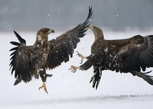 A La Decouverte Des Oiseaux De Proie