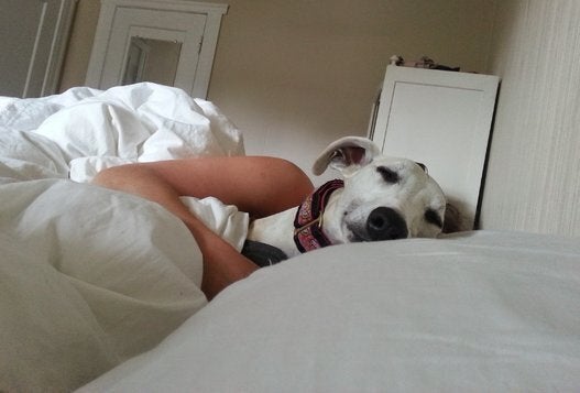 Votre Chien Ou Votre Chat A T Il Un Nom Original Faites La Recherche Huffpost Quebec Vivre Votre Chien Ou Votre Chat A T Il Un Nom Original Faites La Recherche Huffpost Quebec Vivre