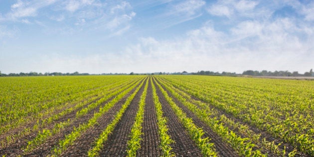 Plants growing in field