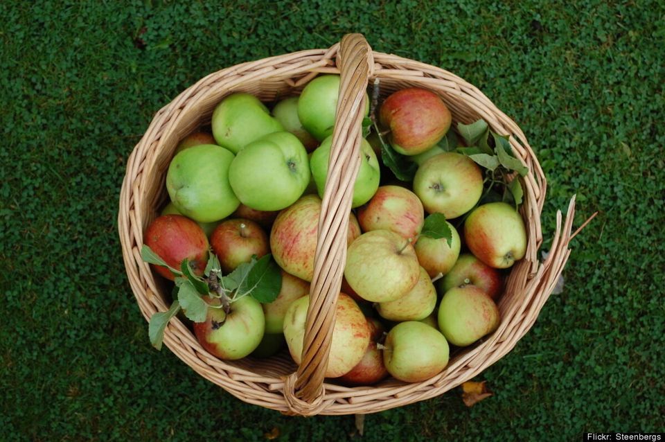 Les pommes baissent le cholestérol