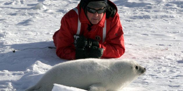 Paul McCartney visits with a newborn harp seal pup on the ice floes of the Gulf of St. Lawrence on Canada's Atlantic Coast Thursday, March 2, 2006. The McCartney's came to Prince Edward Island to support the efforts of the Humane Society International and Respect for Animals, both of which are demanding the end of the annual hunt. (AP Photo/Christopher Brown)