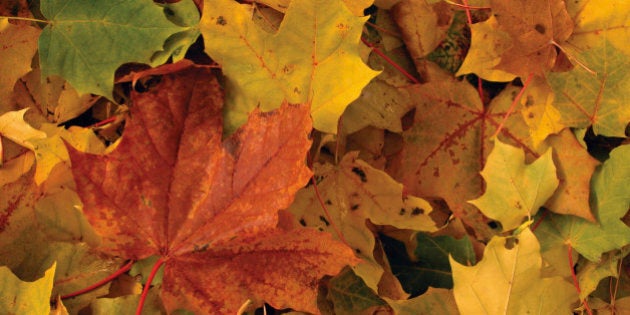 Feuilles. Feuille D'automne. Feuilles D'érable. Feuille De Couleur  Différente. Feuilles D'automne D'érable.