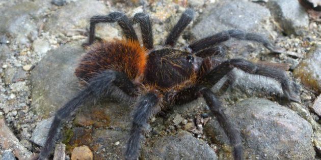 Mauvaise Nouvelle Pour Les Arachnophobes On A Decouvert Une Nouvelle Espece De Mygale Huffpost Null