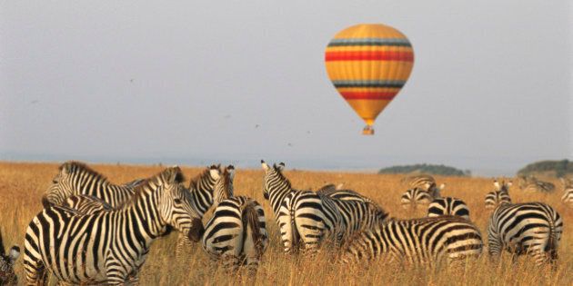 Common zebras (Equus quagga) and hot air balloon safari, Masai Mara National Reserve, Kenya