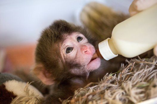 Un bébé macaque japonais au Zoo de Granby