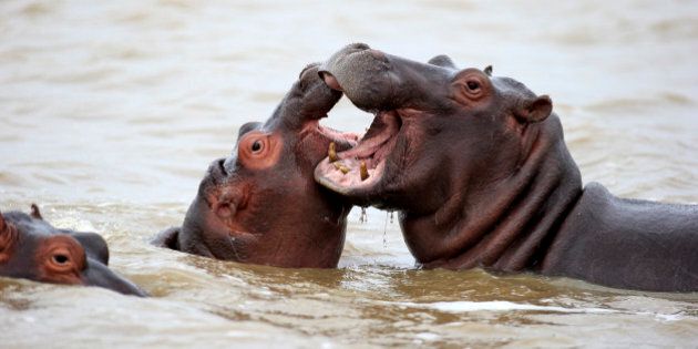 Hippopotamus, (Hippopatamus amphibius), two adults in water fighting, Saint Lucia Estuary, Isimangaliso Wetland Park, Kwazulu Natal, South Africa.