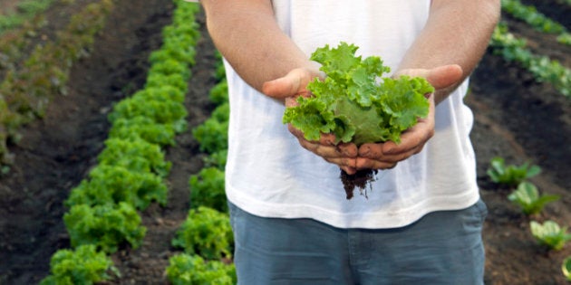 Man holding freshly cut lettuce at a farm