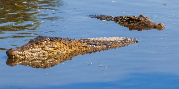 Floating pair of cuban crocodiles (Crocodylus rhombifer) in pond. The Cuban crocodile has the smallest range of any crocodile and can be found only in Cuba in the Zapata Swamp.