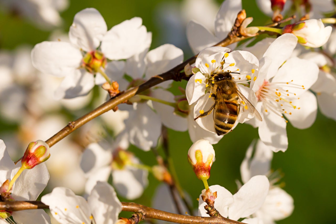 A bee pollinating an almond tree.