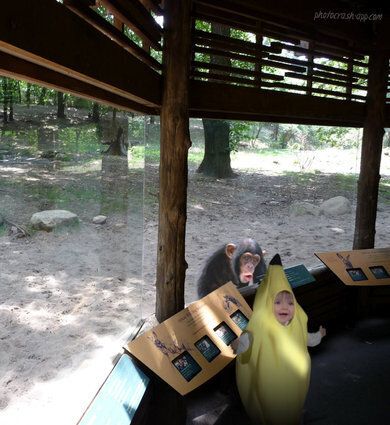 "So she wanted to go to the zoo in her brand-new banana costume to see the monkeys."