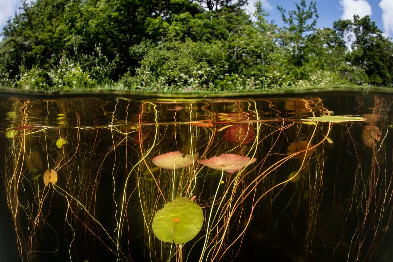 Lily pads, which house many species, grow on the edge of a freshwater lake in Cape Cod, Massachusetts.