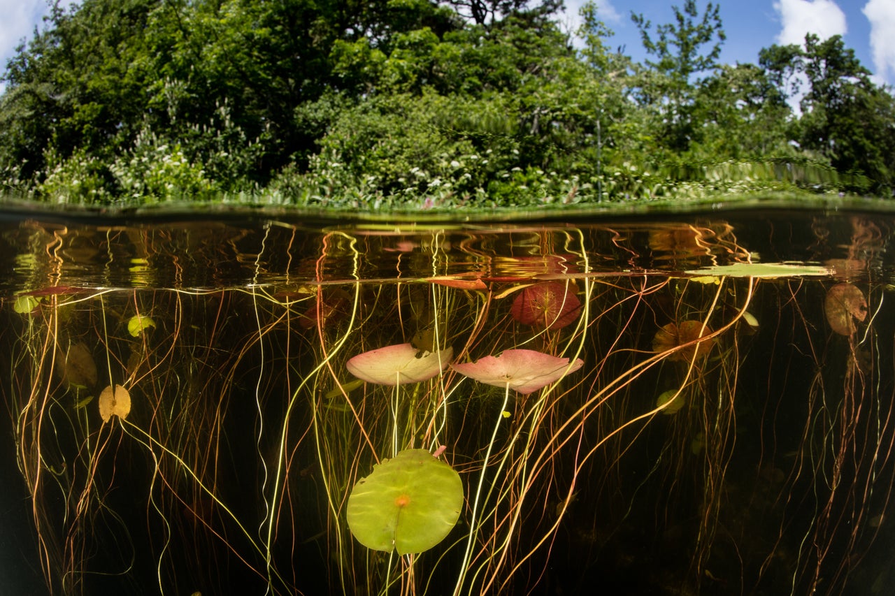 Lily pads, which house many species, grow on the edge of a freshwater lake in Cape Cod, Massachusetts. 