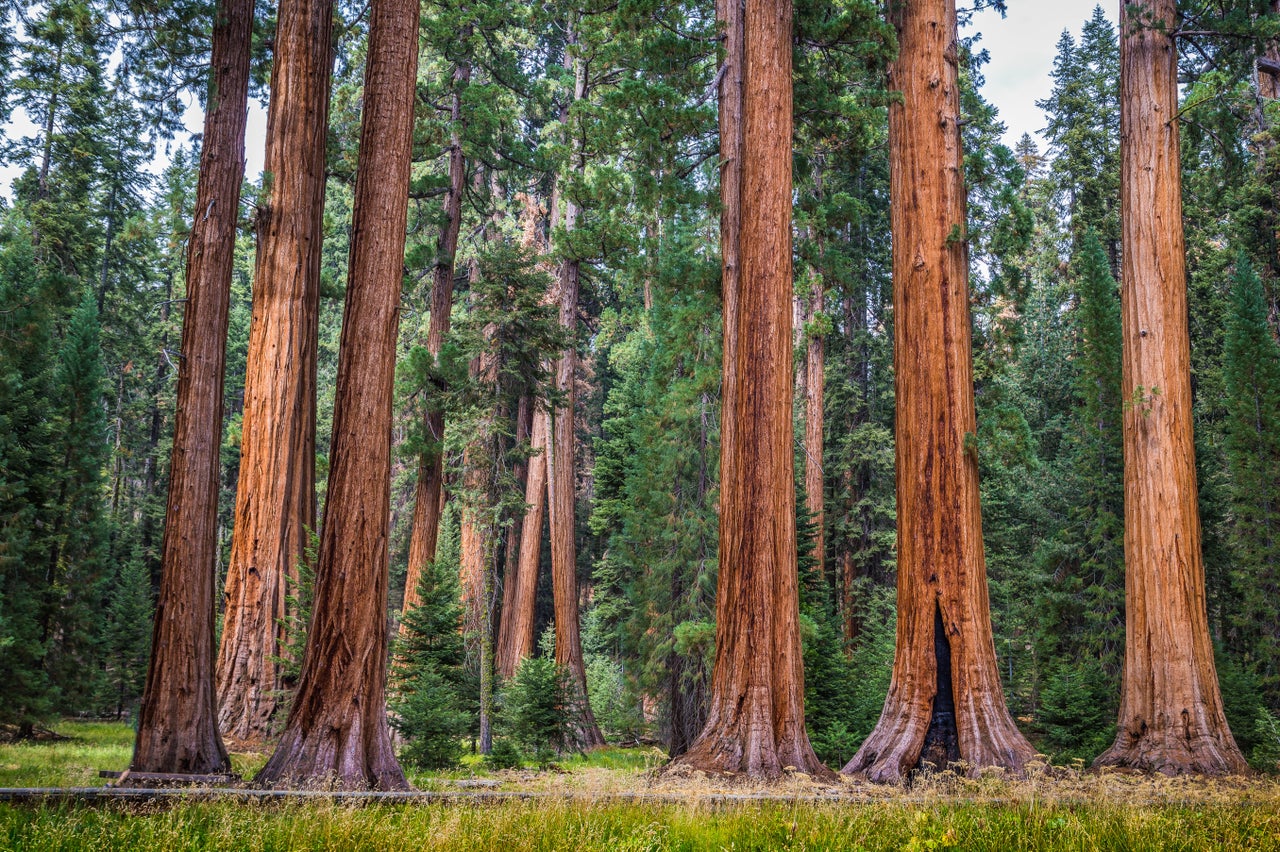 Giant sequoia trees, also known as giant redwoods, in Sequoia National Park, California.