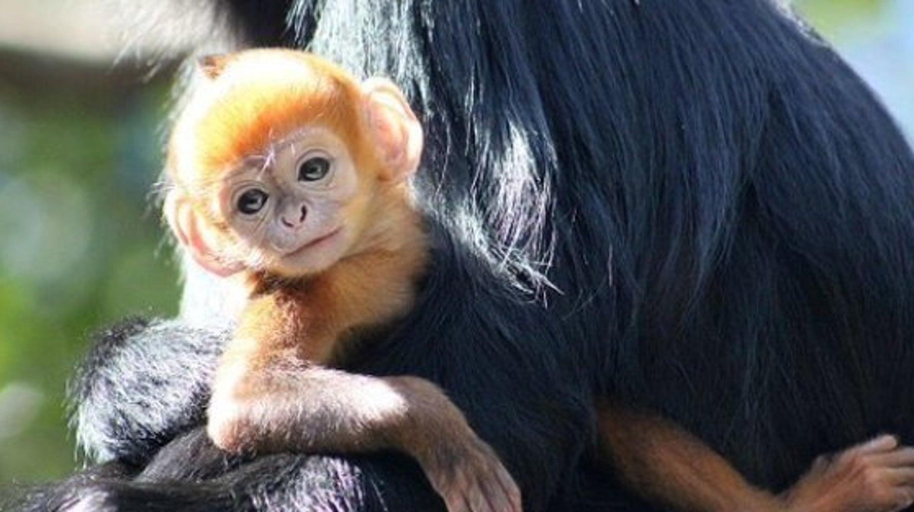 Voici Nangua Un Adorable Petit Singe Roux Et Vraiment Rare Video Huffpost Null